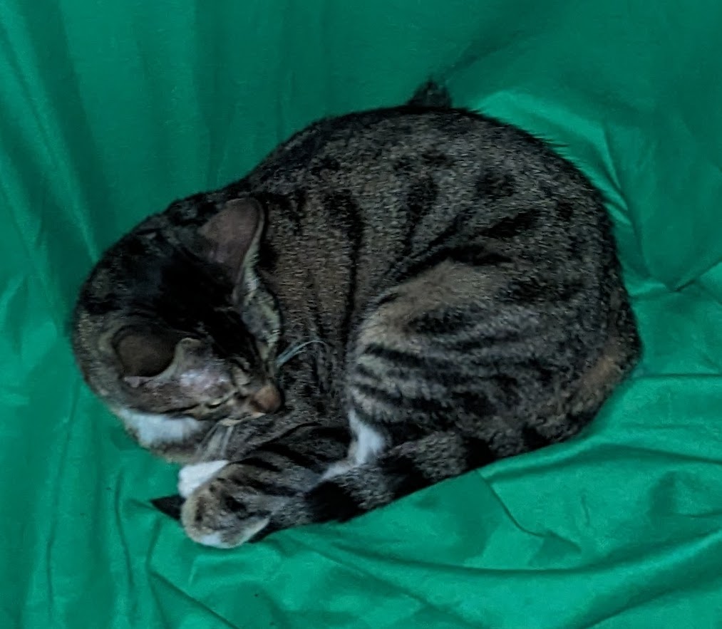 A brown tabby curled up on a green screen