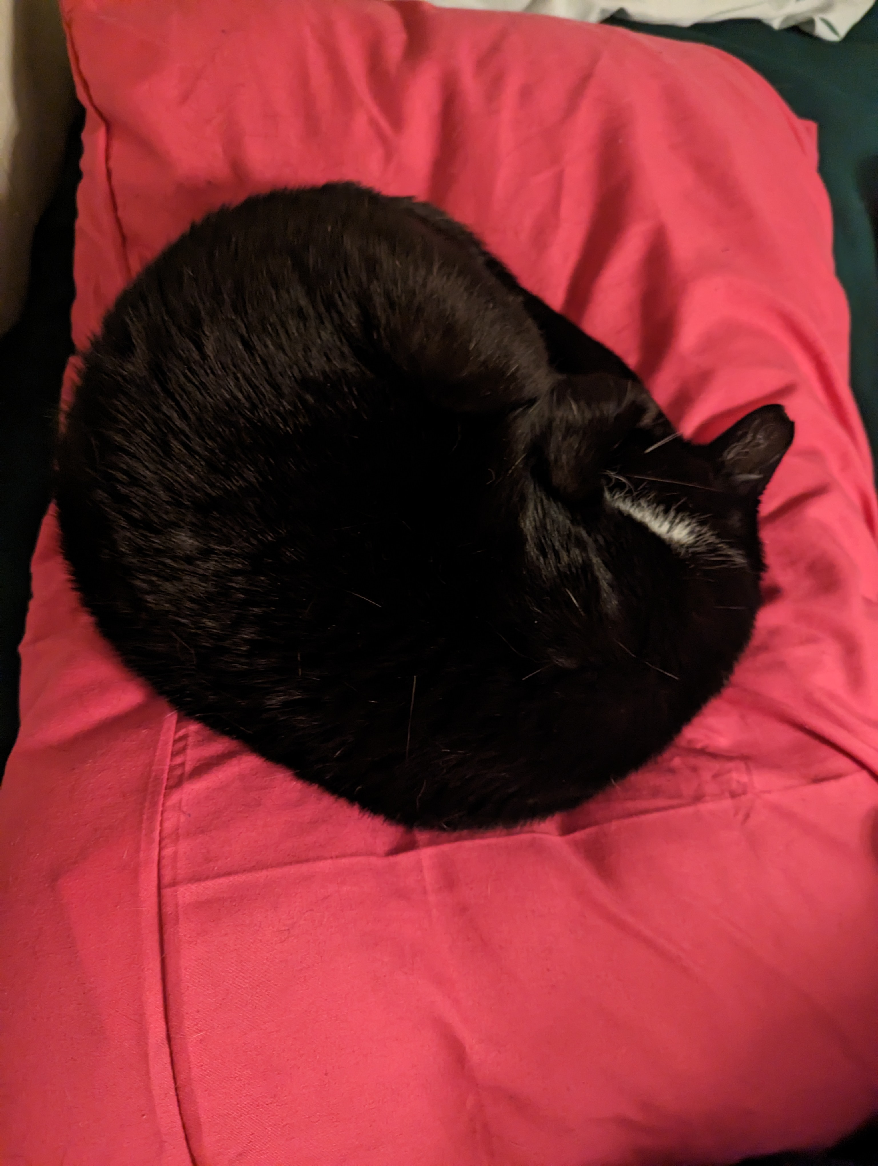 A black and white cat curled up on a pillow