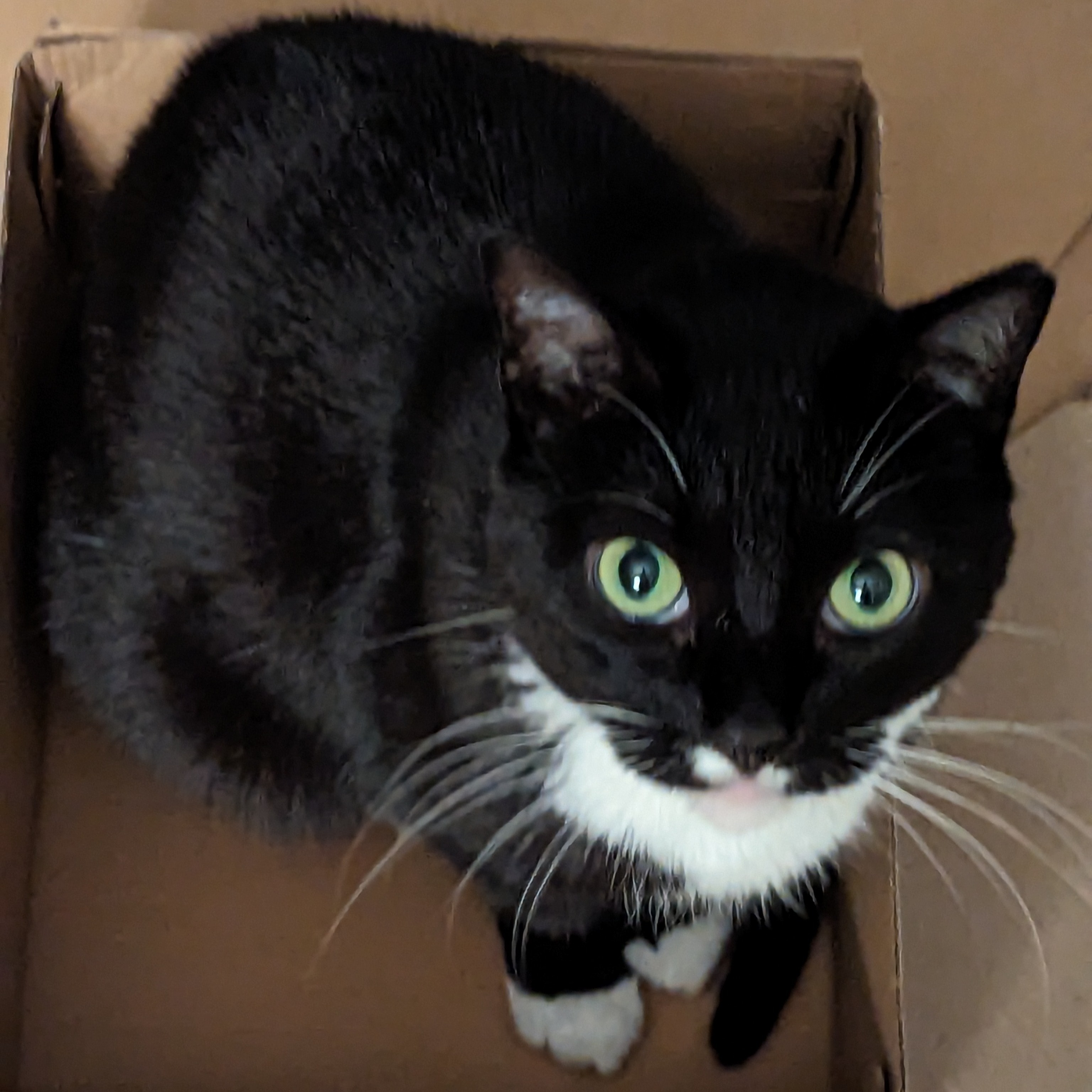 A black and white tuxedo cat sitting in a box, looking up at the camera
